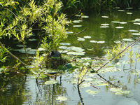 Coot nesting on floating debris